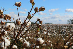 Collection of The Dirty Truth About Cotton: What’s Really Touching Your Skin? in a gallery layout